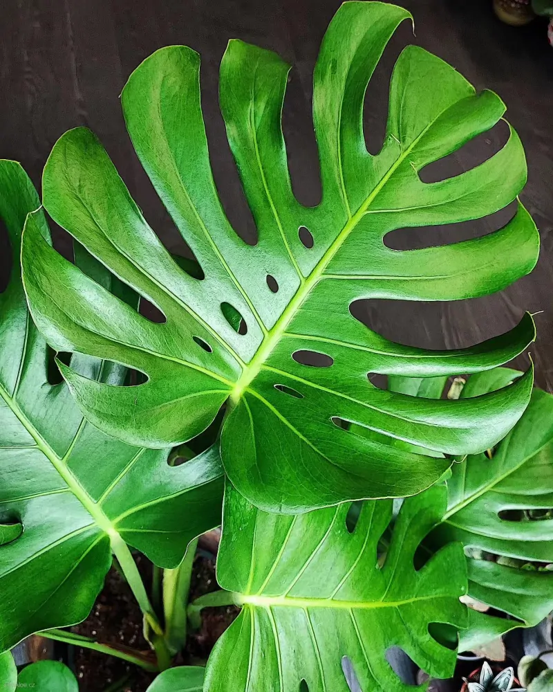 Monstera deliciosa large form
