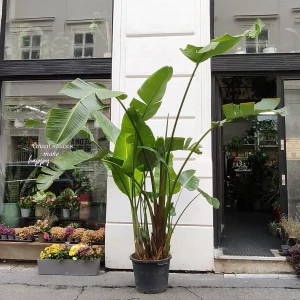 Strelitzia Nicolai 200-210cm