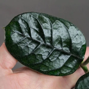 Hoya villosa Cao Bang Vietnam řízek k zakořenění.
