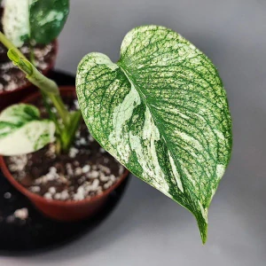 Monstera Deliciosa Mint