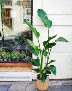 Strelitzia Nicolai 160-170cm