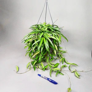 Hoya longifolia wayetii XXL