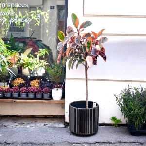 Ficus elastica robusta Belize