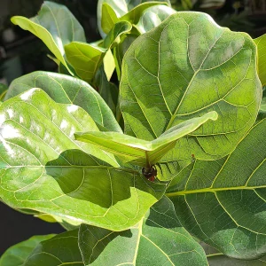 Ficus Lyrata na stonku XXL