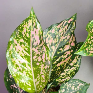 Aglaonema commutatum Schott