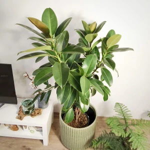 Ficus elastica Melany na stonku XXL
