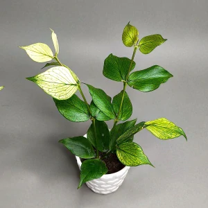Hoya Polyneura fishtail