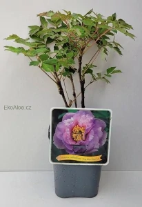 Paeonia suffruticosa Ling Hua Zhan Lu