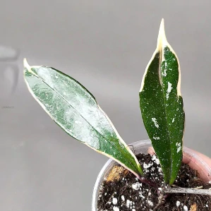 Hoya Pubicalyx Pink Silver albomarginata splash