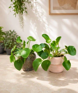 Pilea peperomioides