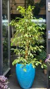 Ficus benjamina Golden King