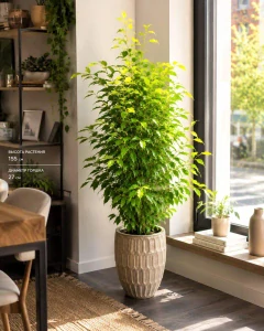 Ficus Benjamina Golden Moique XXL