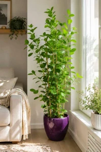 Ficus microcarpa Moclame