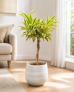 Dracaena fragrans Song of India twisted