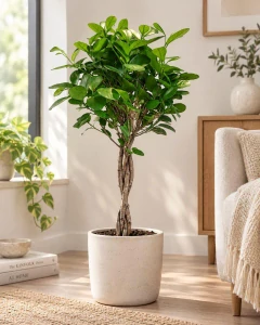 Ficus microcarpa Moclame-Twisted