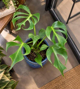 Monstera Burle Marx Flame