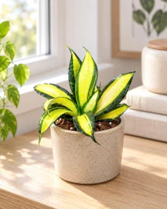 Sansevieria trifasciata Hahnii Galaxy curly