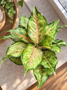 Aglaonema Green Papaya