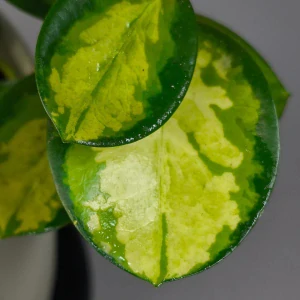 Hoya australis Lisa