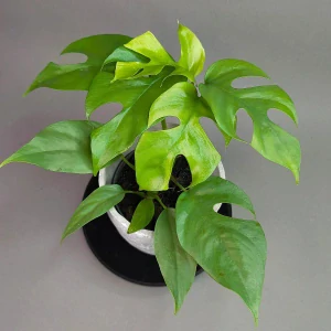 Rhaphidophora tetrasperma
