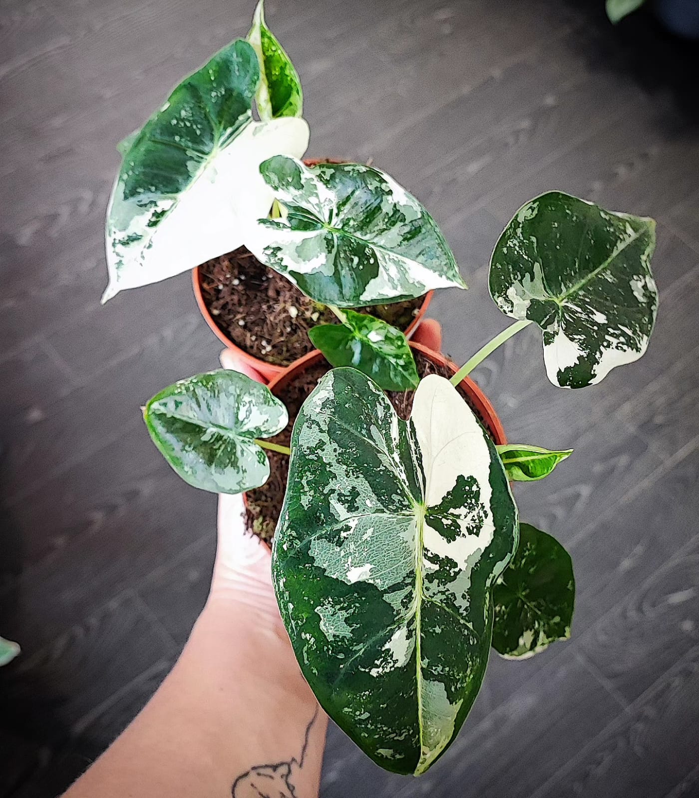 Alocasia Frydek Variegata