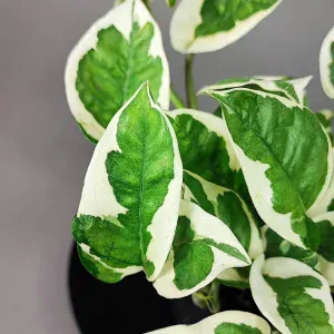 Epipremnum aureum N Joy