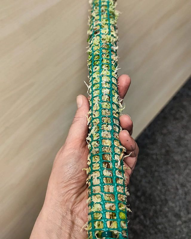 Podpůrná mechová tyč pro pnoucí rostliny. Ručně vyráběná z rašeliníku