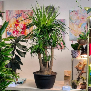 Bokarnea tlustokmenná, Nolina, Sloní noha větvená