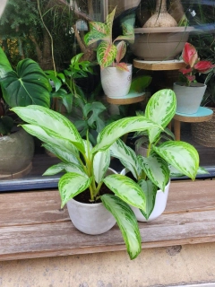 Aglaonema commutatum silver Bay