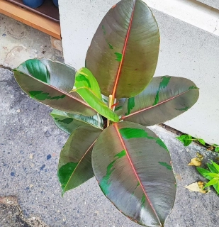 Ficus elastica Pink camouflage
