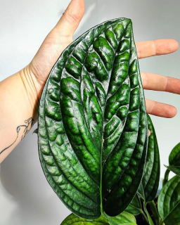 Monstera Peru