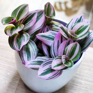 Tradescantia Nanouk baby