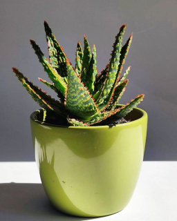 Aloe Vitro
