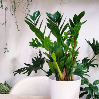 Zamioculcas zamiifolia